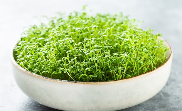 Kiedy zasiać rzeżuchę na Wielkanoc? Nie przegap najlepszego terminu