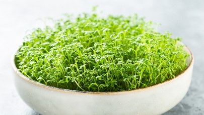 Kiedy zasiać rzeżuchę na Wielkanoc? Nie przegap najlepszego terminu