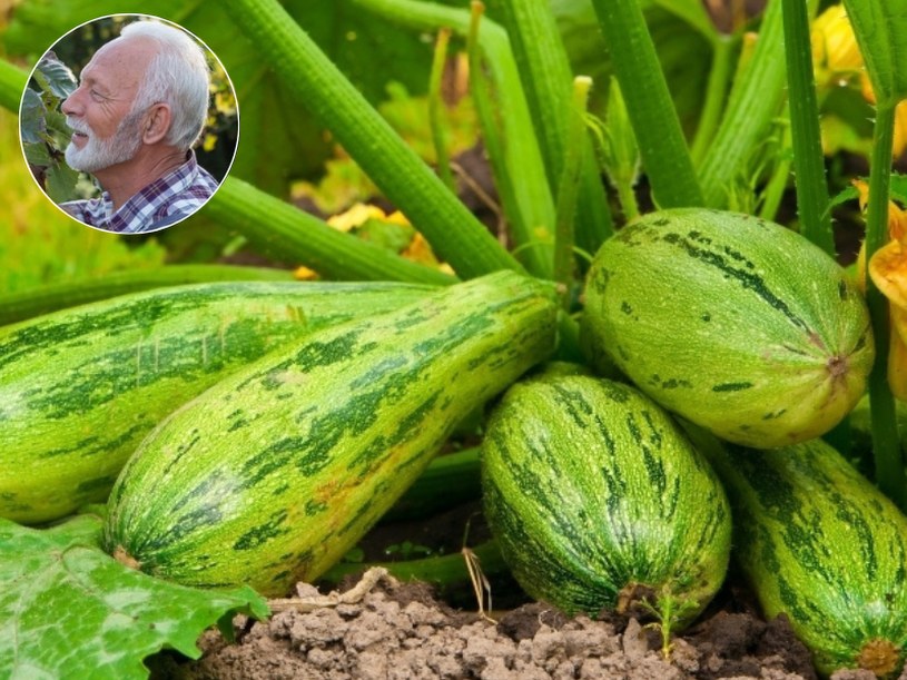 Kiedy zbierać cukinie, by były smaczne? Ogrodnicy mówią o 3 znakach