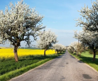 Kiedy zrobi się cieplej? Znamy najnowsze prognozy