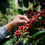 Kiedyś uważana za używkę, dziś sprzymierzeniec zdrowia. Nowe badania obalają mity