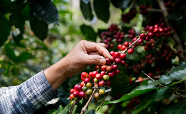 Kiedyś uważana za używkę, dziś sprzymierzeniec zdrowia. Nowe badania obalają mity