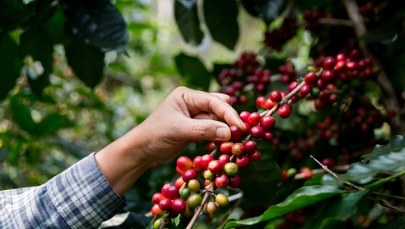 Kiedyś uważana za używkę, dziś sprzymierzeniec zdrowia. Nowe badania obalają mity