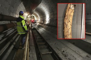 Kieł mamuta w Wiedniu. Był 13 metrów pod ziemią 