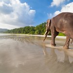 Kieł mamuta wśród kłów słoni