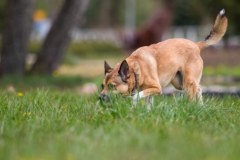 Kiełbasa ze szpilkami. Podejrzany o trucie psów zatrzymany 