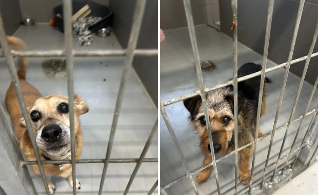 Kieleckie schronisko prosi o wsparcie. "Każda ilość jest na wagę złota"