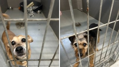 Kieleckie schronisko prosi o wsparcie. "Każda ilość jest na wagę złota"