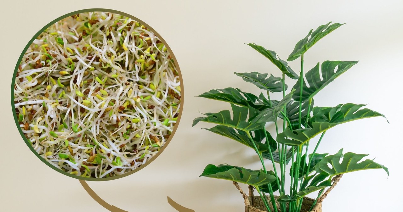Kiełki lucerny są zdrowe nie tylko dla ludzi. Można z nich przygotować odżywkę, która wzmocni rośliny doniczkowe. /Pixel