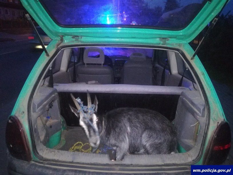 Kierowca i jego ojciec byli pijani, a w bagażniku znajdowała się koza /Informacja prasowa