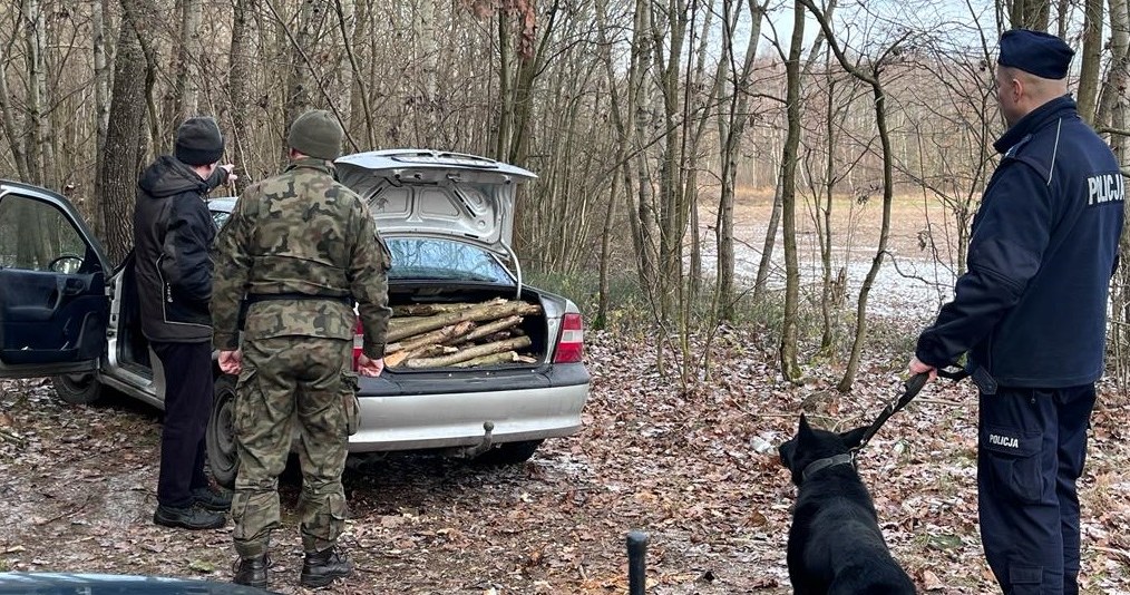 Kierowca Opla Vectry zbierał drewno na opał /Policja