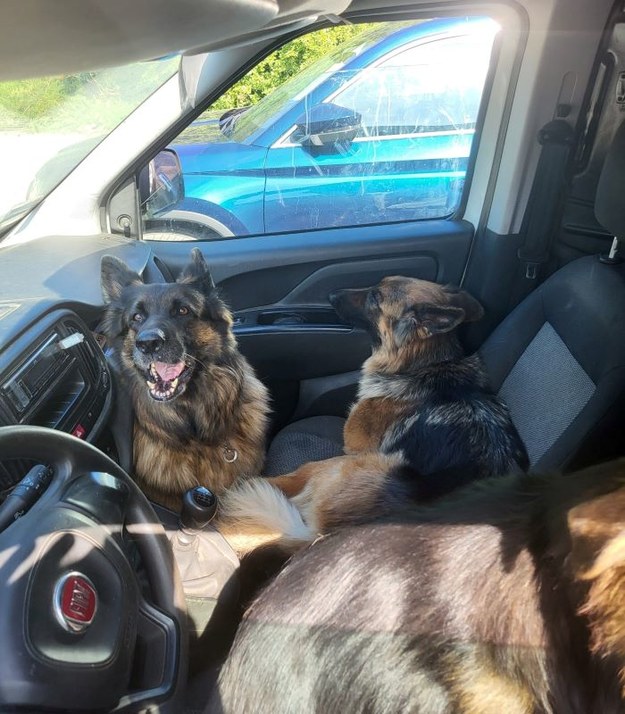 Kierowca osobowego fiata zostawił trzy psy w aucie stojącym w pełnym słońcu /KMP Gdynia /