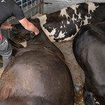 Kierowca próbował ukryć trzy duże zwierzęta. Wiózł je w skandalicznych warunkach