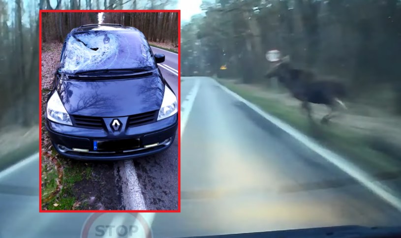 Kierowca Renault nie uniknął zderzenia z łosiem, ale i tak miał dużo szczęścia. /STOP CHAM/ You Tube/ zrzut ekranu /