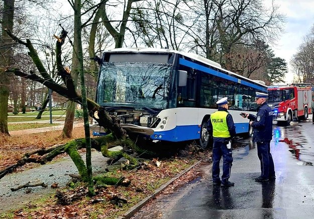 Kierowca zasłabł i wjechał w drzewo /KMP Sopot /Materiały prasowe