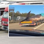 Kierowcy nie mogli uwierzyć. Co robił wieloryb na niemieckiej autostradzie?