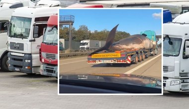 Kierowcy nie mogli uwierzyć. Co robił wieloryb na niemieckiej autostradzie?
