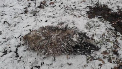 Kierowcy, uważajcie na borsuki!