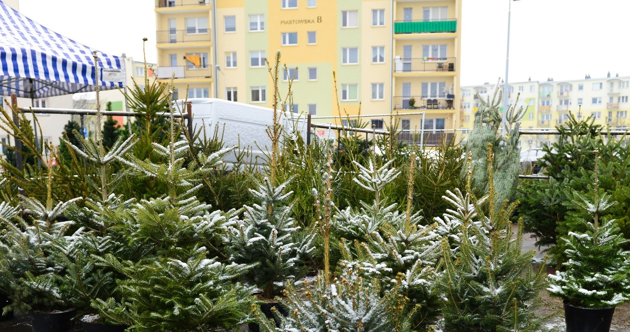 Kierując się wytrzymałością choinki, warto postawić na jodłę kaukaską /East News