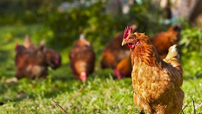 Kijem okładał kurę sąsiada. Odpowie za znęcanie nad zwierzętami