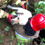 Kilka dni spędził w studni. Strażacy uratowali uwięzionego psa