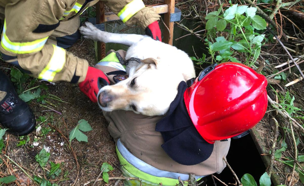 Kilka dni spędził w studni. Strażacy uratowali uwięzionego psa