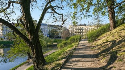 Kilka śniętych ryb we wrocławskiej miejskiej fosie