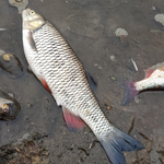 Kilka ton śniętych ryb w Odrze. WIOŚ zawiadamia prokuraturę