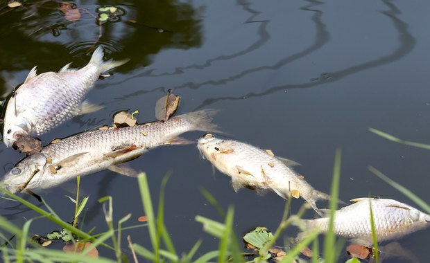 Kilkadziesiąt kilogramów śniętych ryb w Kanale Gliwickim
