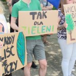 Kilkadziesiąt lip do wycinki? Walka o drzewa w Szczecinie