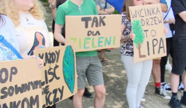 Kilkadziesiąt lip do wycinki? Walka o drzewa w Szczecinie