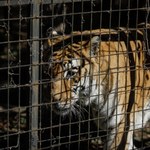 Kilkadziesiąt martwych tygrysów w Wietnamie. Zabija je ptasia grypa 