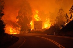 Kilkadziesiąt ofiar pożarów lasów w Portugalii