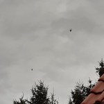 Kilkanaście bojowych śmigłowców wojskowych na niebie w powiecie oleśnickim. Zobacz film