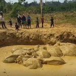 Kilkanaście słoni utknęło w kraterze po bombie