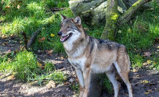 Kilkanaście wilków po polskiej stronie Karkonoszy