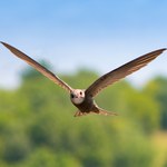 ​Kilkaset budek lęgowych dla ptaków zostanie zamontowanych w Lublinie