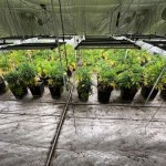 Kilkaset krzaków marihuany nie trafi na rynek. Policja likwiduje plantację