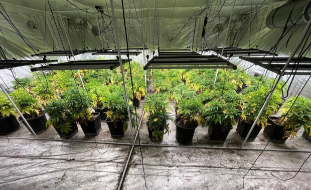 Kilkaset krzaków marihuany nie trafi na rynek. Policja likwiduje plantację