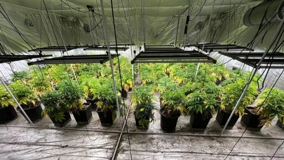 Kilkaset krzaków marihuany nie trafi na rynek. Policja likwiduje plantację