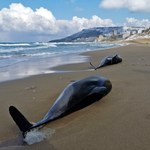 Kilkaset martwych delfinów. Skutki wojny na Morzu Czarnym