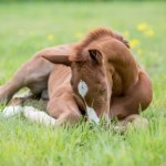 Kilkaset martwych koni w korycie rzeki. Makabryczne odkrycie w Australii