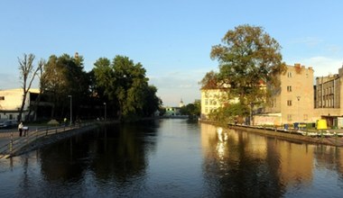 Kilkaset martwych ryb w rzece Prośnie w Kaliszu. "Rzeka umiera"