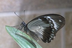 Kilkaset motyli na wystawie w Waszyngtonie 