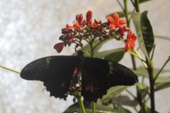 Kilkaset motyli na wystawie w Waszyngtonie 