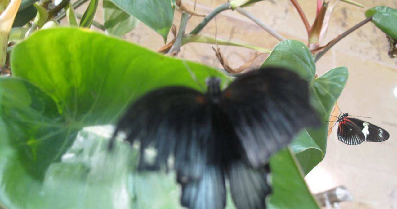 Kilkaset motyli na wystawie w Waszyngtonie 