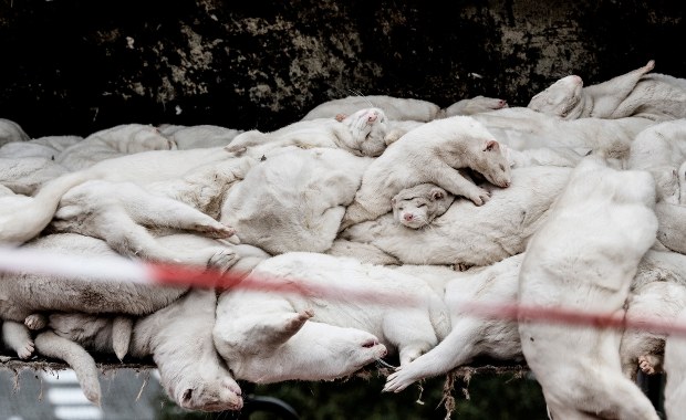 Kilkaset osób zaraziło się mutacją koronawirusa od norek. Północna Jutlandia drugim Wuhanem?