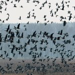 Kilkaset ptaków padło w parku w Inowrocławiu. Sprawą zajęła się prokuratura