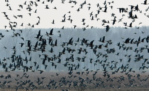 Kilkaset ptaków padło w parku w Inowrocławiu. Sprawą zajęła się prokuratura