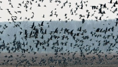 Kilkaset ptaków padło w parku w Inowrocławiu. Sprawą zajęła się prokuratura